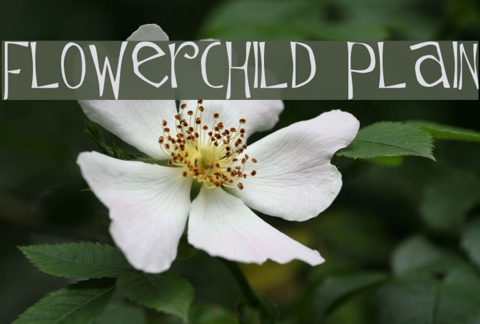 Flowerchild Plain Font examples