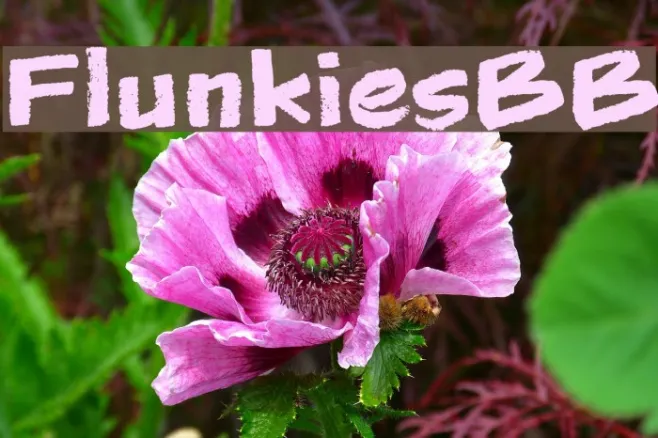 FlunkiesBB Example 1