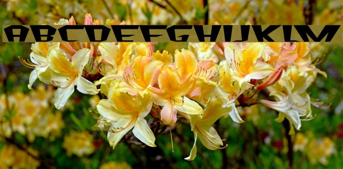 Fluoride Beings Font examples