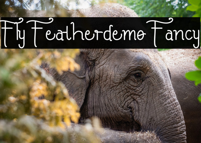 Fly Featherdemo Fancy Example 3