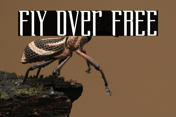 Fly Over FREE Example 3