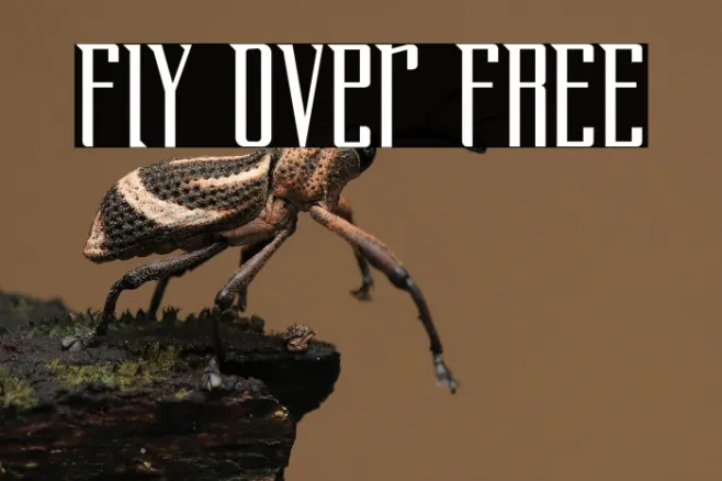Fly Over FREE Example 3