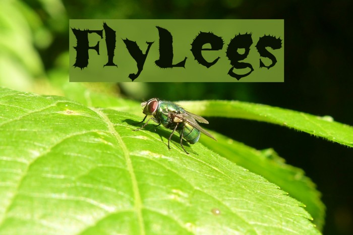 FlyLegs Font examples