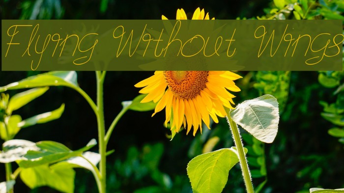 Flying Without Wings フォント examples