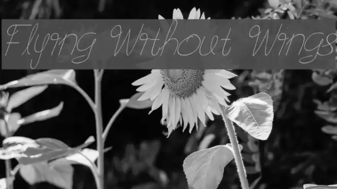 Flying Without Wings Fonte examples