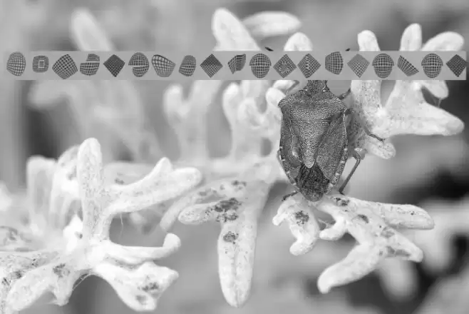 FlyingCarpetsOSeven Font examples