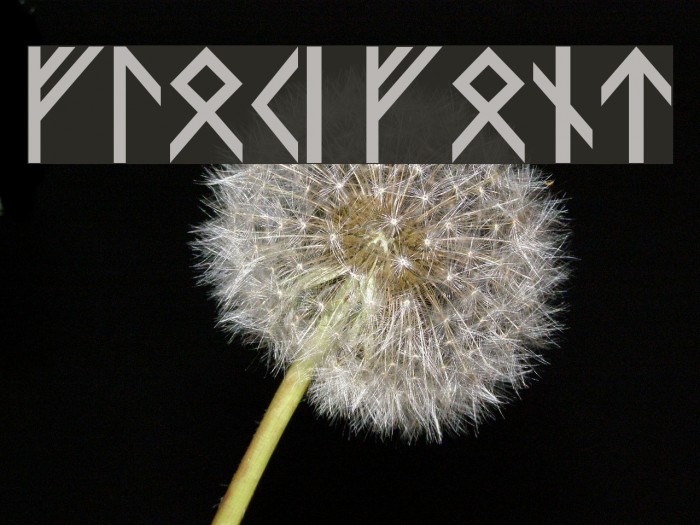 floki Font examples