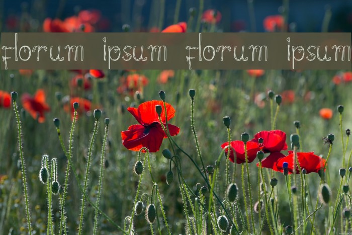 florum ipsum florum ipsum Font examples