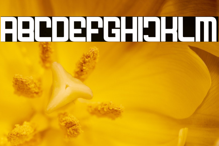 FODECUMBERS BOLD Bold Example 1