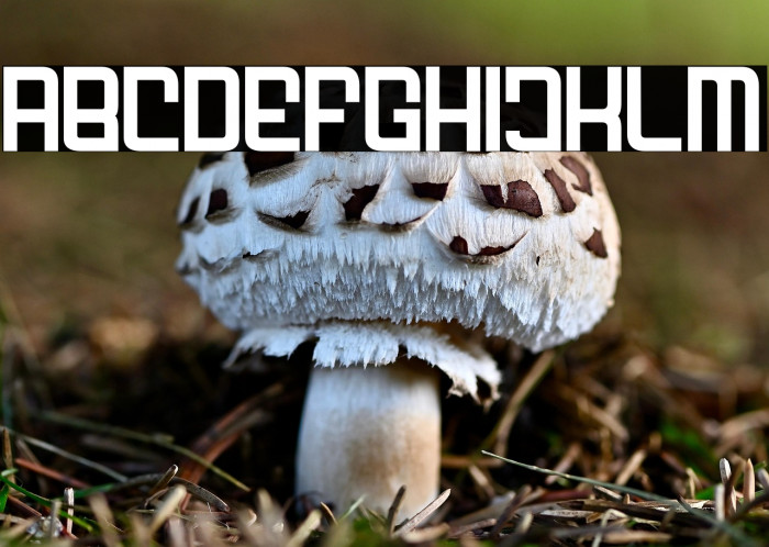 FODECUMBERS DEMI DEMI Example 3