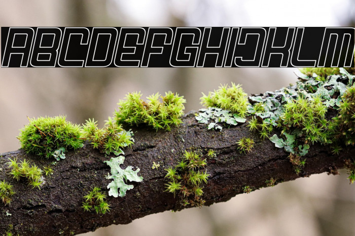 FODECUMBERS THIN ITALIC HOLOW Italic Example 1