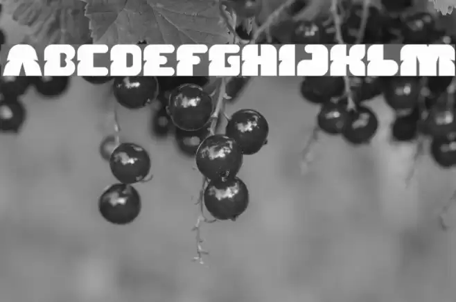 FOREST JUMP Bold Font examples