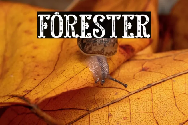FORESTER Example 2