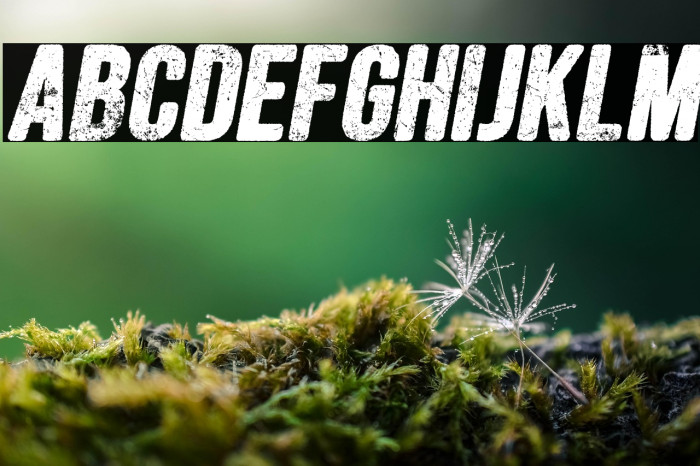 FORESTSITALICPERSONALUSE-Ita Example 3