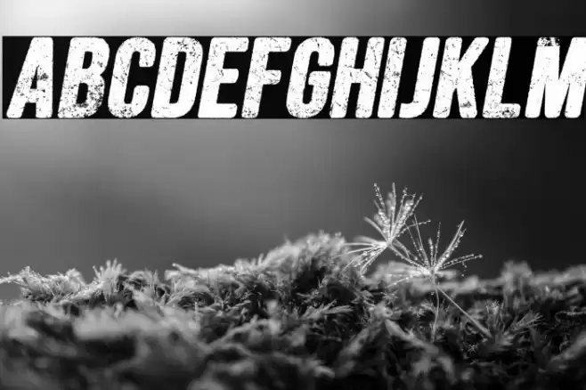 FORESTSITALICPERSONALUSE-Ita Font examples