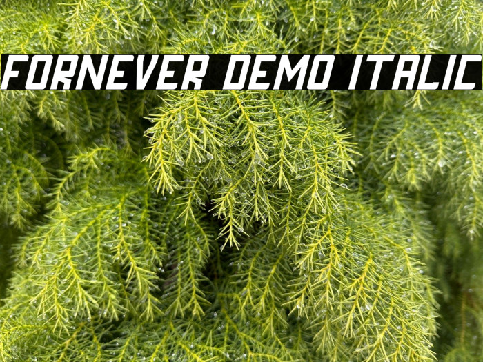 FORNEVER DEMO Italic Example 1