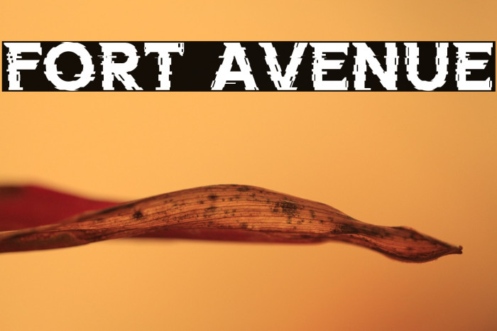 FORT AVENUE Example 1