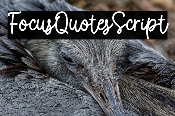 FocusQuotesScript Example 1