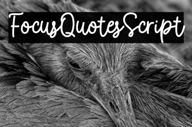 FocusQuotesScript Font examples