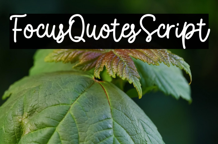 FocusQuotesScript Example 2