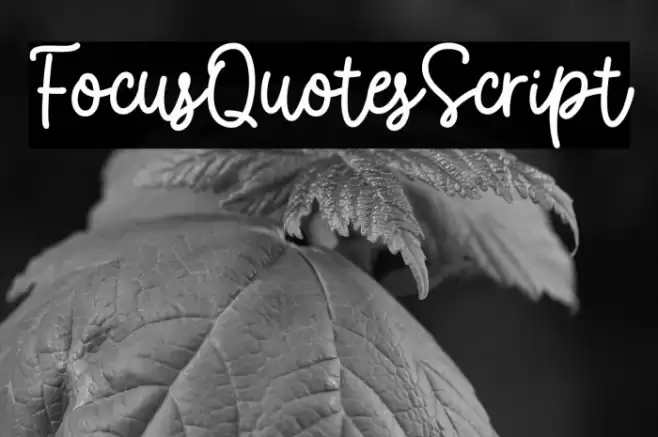 FocusQuotesScript Font examples