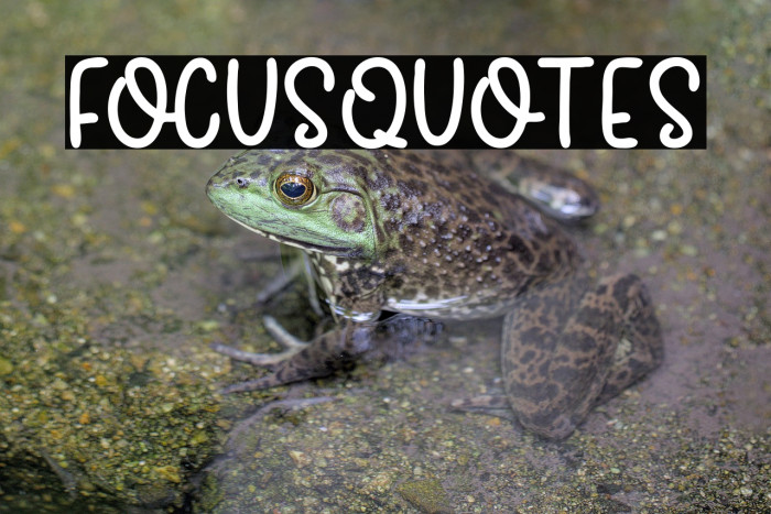 FocusQuotes Example 3