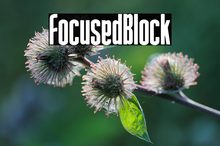 Focused Block Example 2