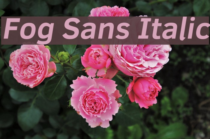 Fog Sans Italic Font examples