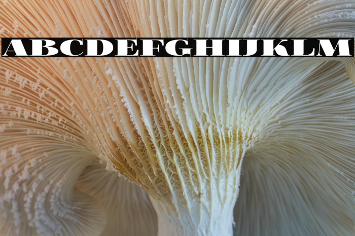 FoglihtenBlackPcs Example 3