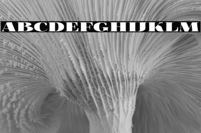 FoglihtenBlackPcs Font examples