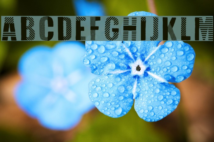 Folk Festival Example 1