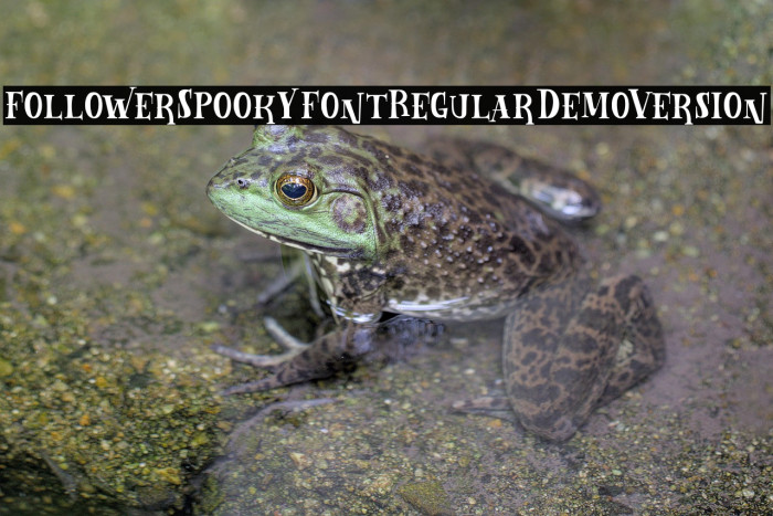 Follower Spooky Font Regular Demo Version Example 2