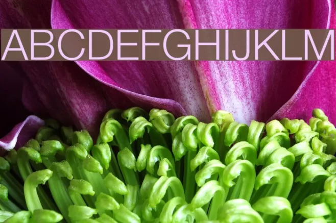 Font Aljazeera Color Example 3