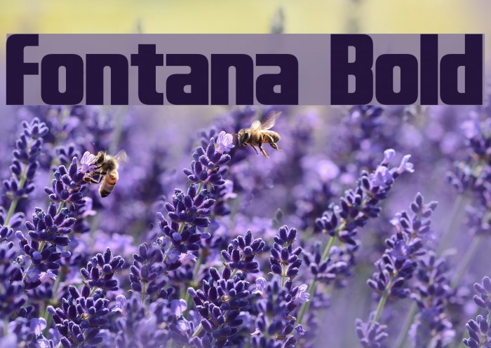 Fontana Bold Font examples