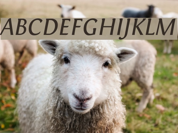 Fontin Italic Font examples
