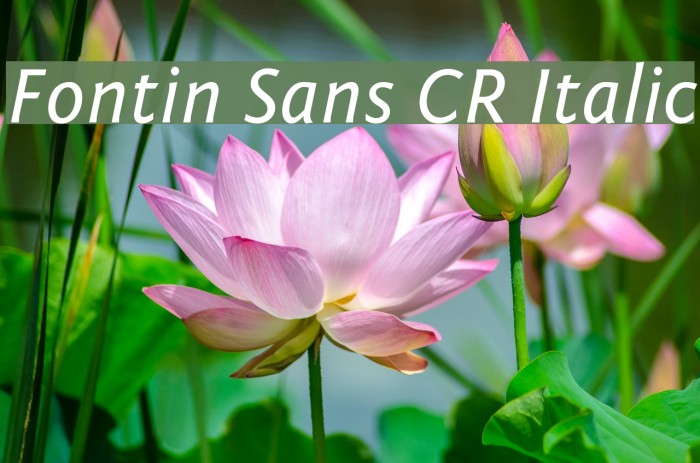 Fontin Sans CR Italic Font examples