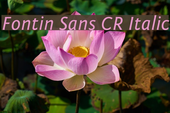 Fontin Sans CR Italic Font examples