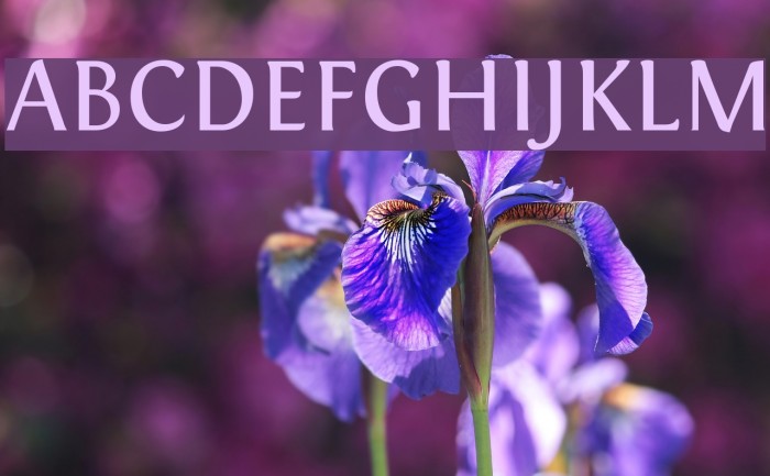Fontin SmallCaps Font examples