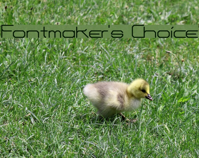 Fontmaker's Choice Polices examples