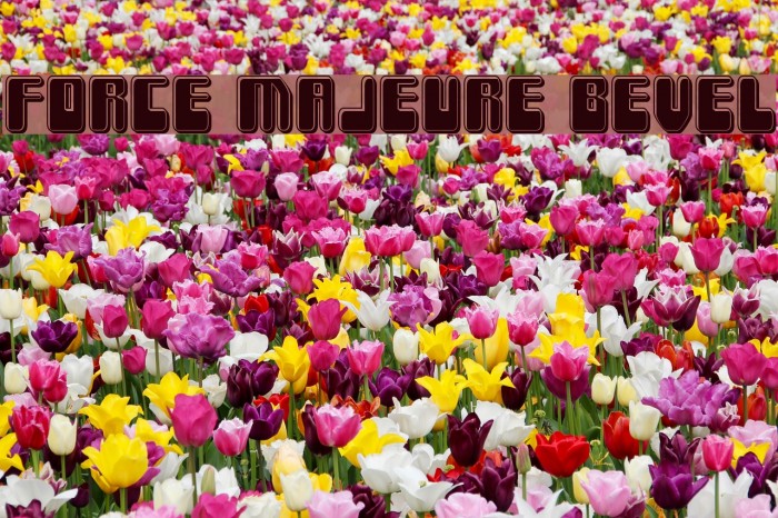 Force Majeure Bevel Font examples