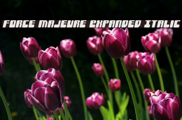 Force Majeure Expanded Italic Font examples