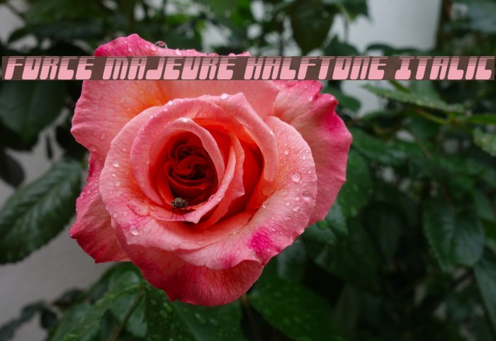 Force Majeure Halftone Italic Example 3