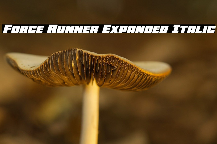 Force Runner Expanded Italic Example 3