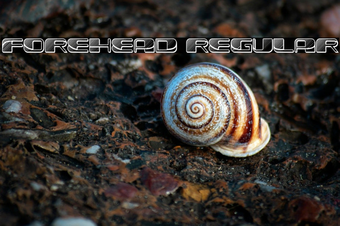 Forehead 1 Regular Example 3