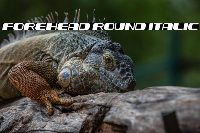 Forehead Round Italic Example 2