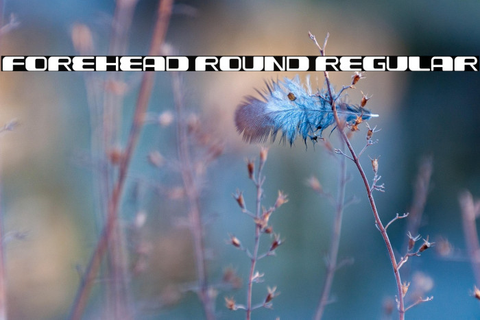 Forehead Round Regular Example 1