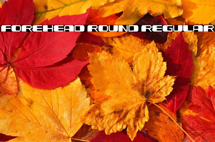 Forehead Round Regular Example 2