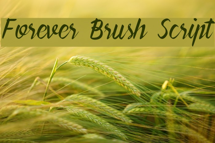 Forever Brush Script Font examples