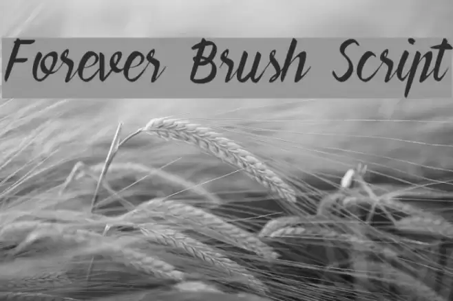Forever Brush Script Polices examples