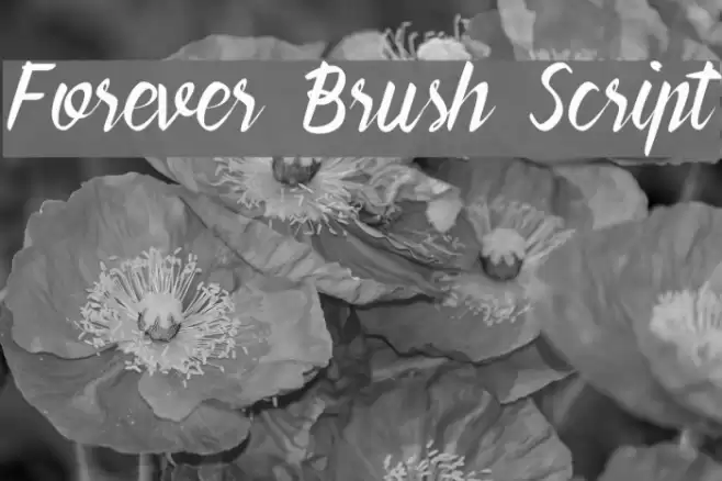 Forever Brush Script Polices examples
